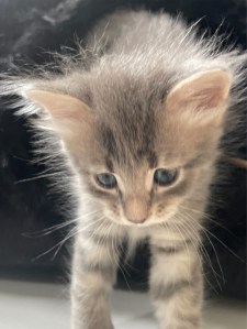 En Sibirisk allergivänlig grå kattunge