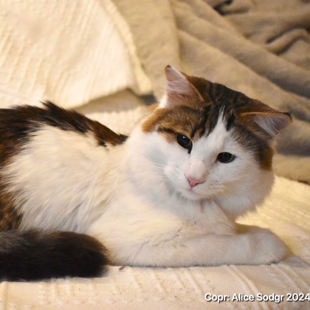 sibirisk allergivänlig katt, Vit harleqin färgad med svartprickiga fläckar