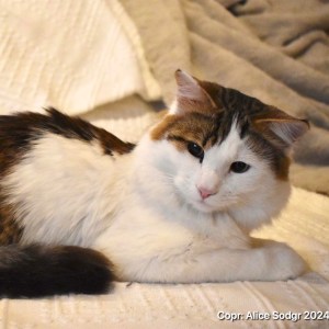 sibirisk allergivänlig katt, Vit harleqin färgad med svartprickiga fläckar