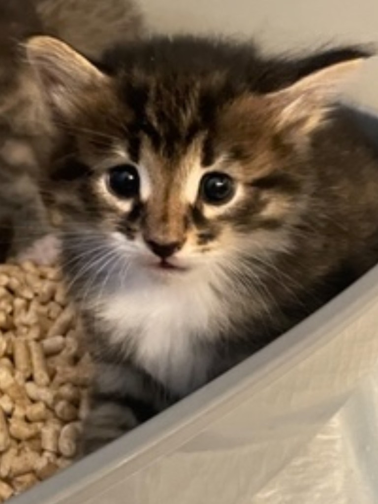 En sibirisk allergivänlig kattunge. Utseende: svart spotted med vita partier, n0924