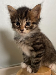 Bilden visar en sibirisk katt, en allergivänlig katt som söker ett nytt hem