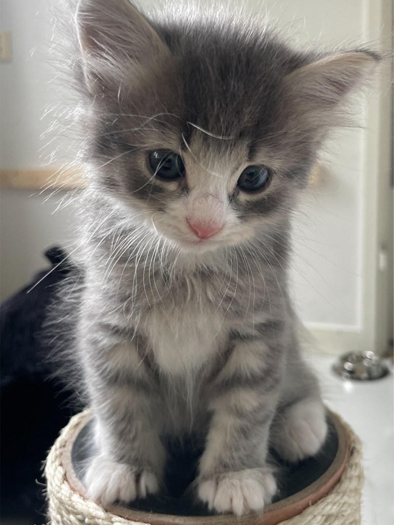 Sibiriska allergivänliga katter